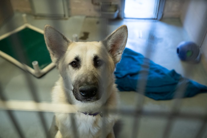 Update: Multnomah County Animal Services Clarifies its Euthanasia Practices Following Policy Changes and Questions